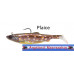 SG 4D Herring Big Shad  PHP 200g